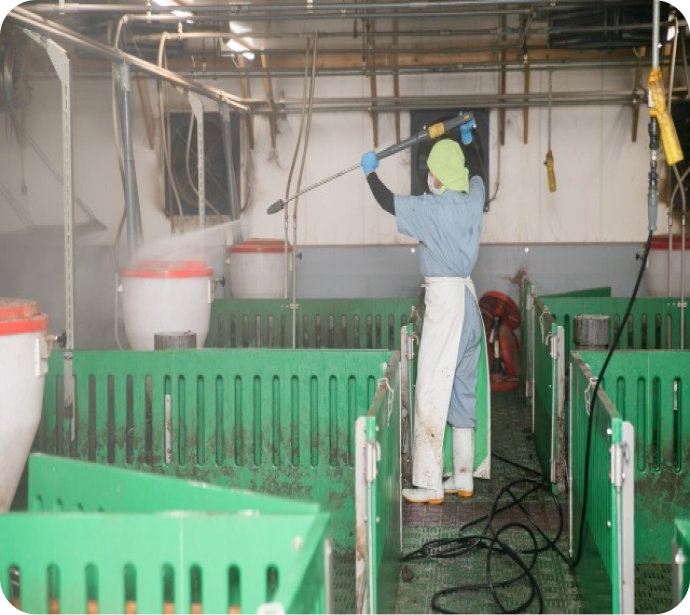 豚舎の清掃の様子