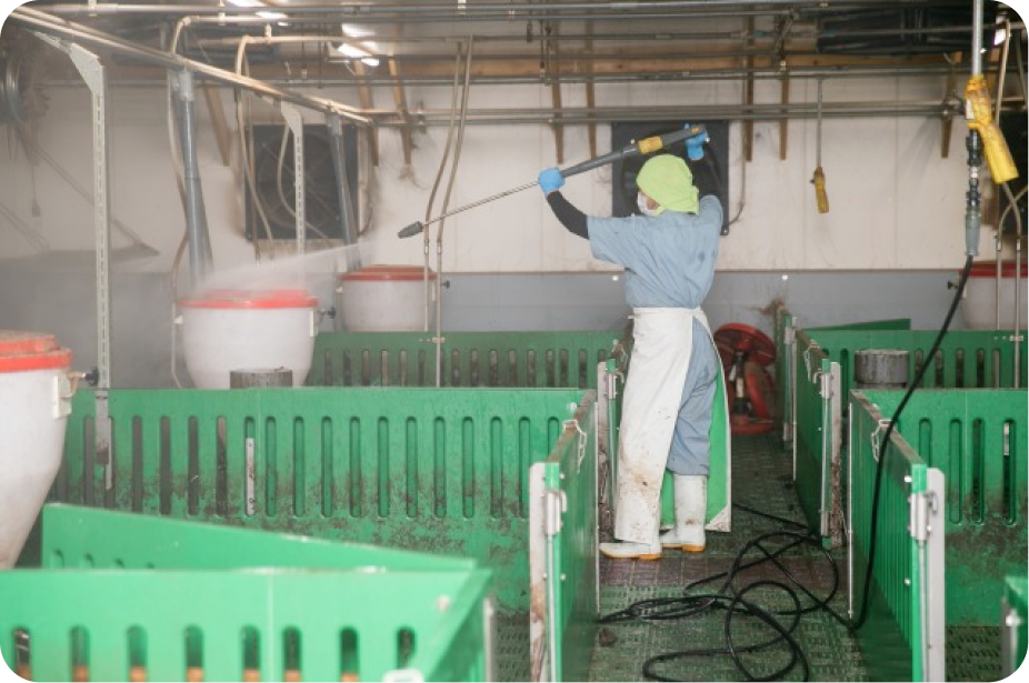 豚舎の清掃の様子