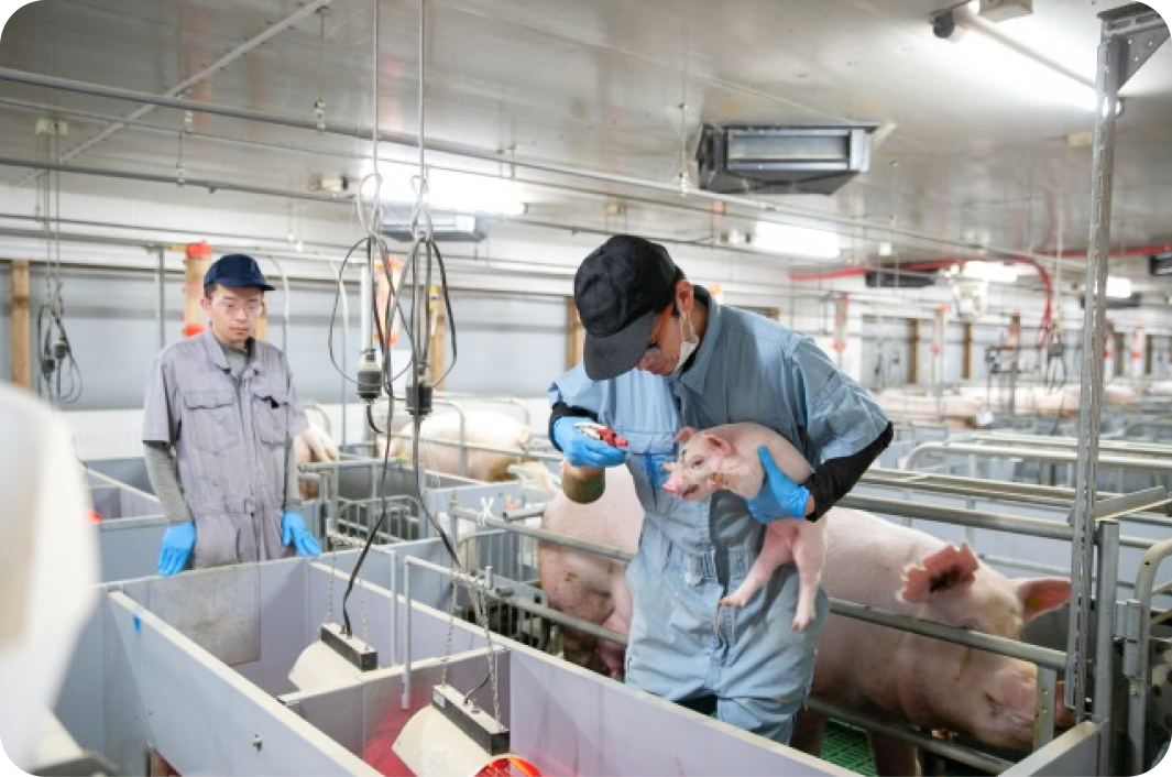 成澤養豚の外観