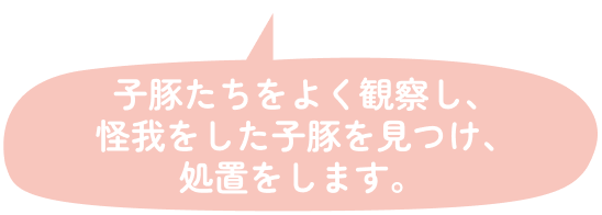 子豚たちをよく観察し、怪我をした子豚を見つけ、処置をします。